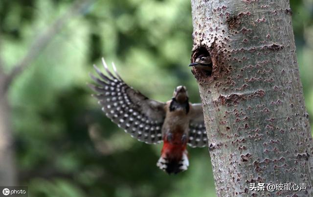 动物医生除了啄木鸟还有哪些，除了啄木鸟是医生还有其他吗（一种值得人类学习的鸟儿——啄木鸟）
