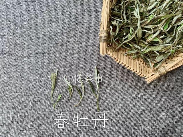 白牡丹茶怎么泡，白牡丹是什么茶（白茶春牡丹和秋牡丹）