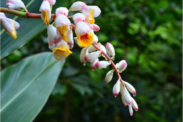 豆蔻是什么，“豆蔻年华”中的豆蔻是哪一种豆蔻（酸梅汤里面肉豆蔻是什么）