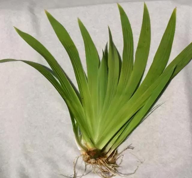 鸢尾花的寓意是什么，鸢尾花是什么含义（全球70000多个品种的这类植物原来都叫鸢尾）