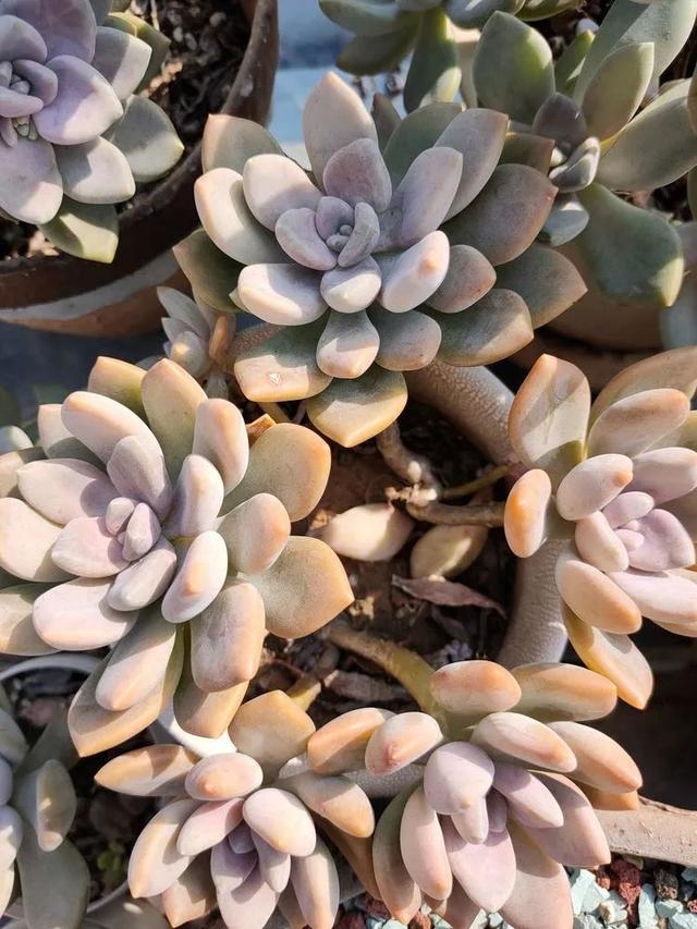 红唇多肉如何养，红唇多肉怎么养出多头（阳台党一样可以养出漂亮的多肉）