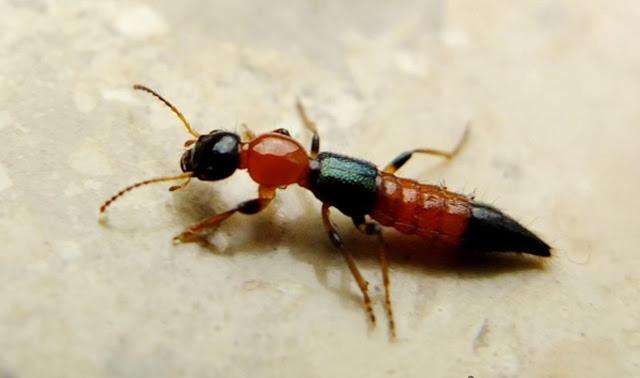 隐翅虫在床上爬了还能睡吗，家里为什么会有隐翅虫（妈妈用3分钟处理法救了娃）