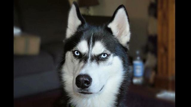 领头羊比喻什么人,领头羊比喻什么人(羊群中必定有一只领头羊)