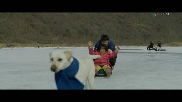 感动全球的几大狗狗电影，感动全球的九大狗狗电影