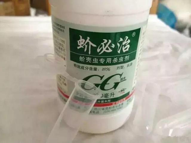 很小的白色点点的虫子是什么，白色像虱子一样的小白虫（免得所有花都被传染）