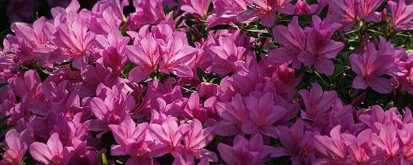 杜鹃花的别名叫什么，杜鹃花的又名叫什么（杜鹃花怎么播种）