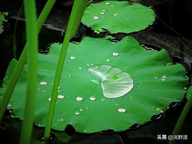 妙语连珠的意思，妙语连珠是什么意思（上联：妙“雨”连珠荷上滚）