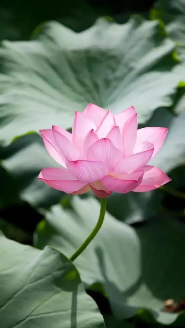 不负如来不负卿什么意思（仓央嘉措写下“不负如来不负卿”）