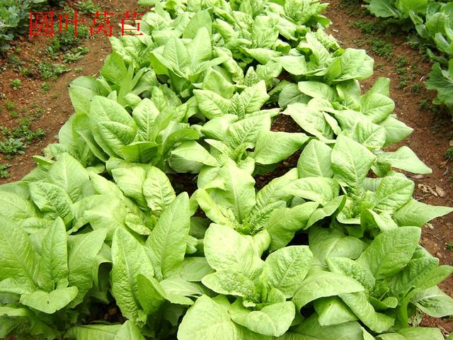 莴苣和莴笋的区别，油麦菜与莴笋的区别（蔬菜档案叶菜类<8>莴苣）