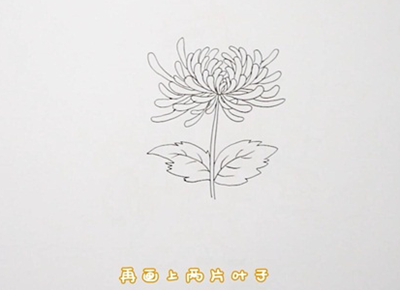 菊花简笔画，菊花简笔画视频（菊花简笔画：教程步骤简单）