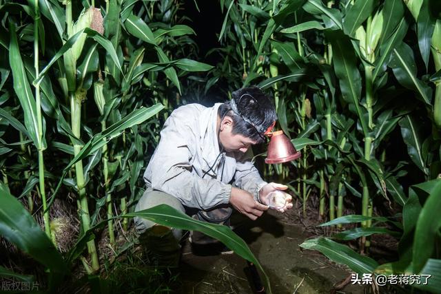 蟋蟀怎么抓，怎么把蟋蟀引诱出来（告诉你关于捕捉的相关知识）