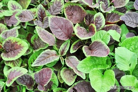 孕妇可以吃黄花菜吗，孕妇能吃黄花菜吗（遇到这四类蔬菜）