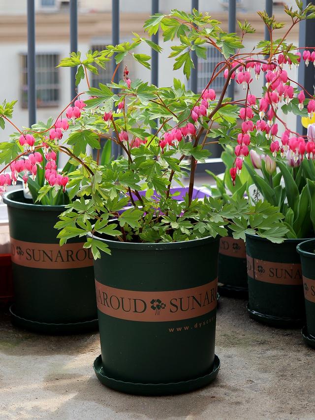 适合家里养的32种花，家里养什么花好（”家居盆花100种）