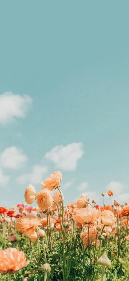 QQ聊天背景，qq聊天背景怎么设置自己的图片（高清背景图<手机背景）