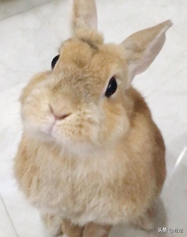 怎么给兔子洗澡，如何给兔子正确洗澡（兔兔洗澡可以直接水洗吗）