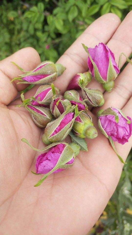 什么花茶香味最浓，夏天适合喝花茶