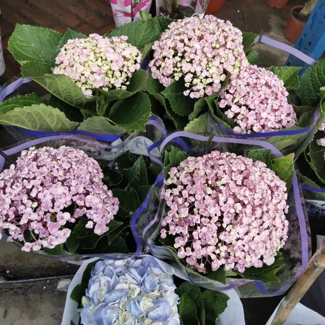 荷花最好看的品种是什么，这花最好看、最好养