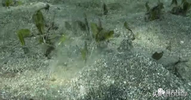 章鱼有几只脚，章鱼有几只脚章章鱼长什么样（它们还是海底的山寨大师）