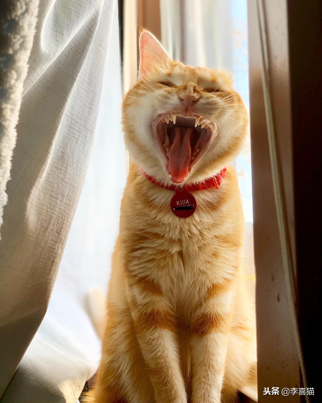 猫能吃猪肉吗(猫咪能喝蛋花汤吗)