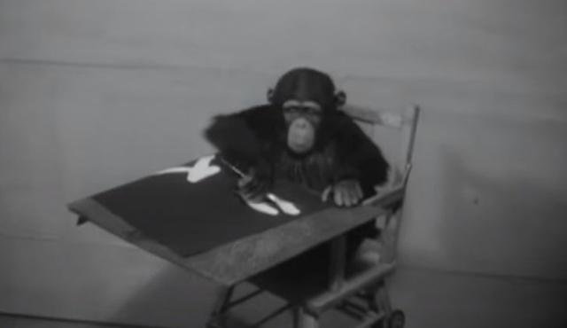 什么动物会画画，雪地里的小画家还有哪些动物会画画（7个能够创造画作的动物“艺术家”）