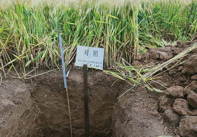 土地盐碱化的原因，土壤盐碱化的原因（造成土壤酸化、盐渍化的主要原因及其危害）