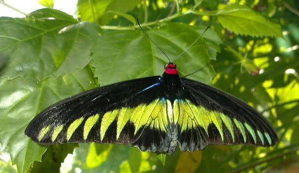新几内亚天堂鸟，地球上长得极其怪异的6种奇特生物（新几内亚岛——几乎在地球上未被探寻的“失落的世界”）