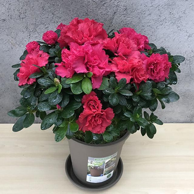 适合家里养的32种花，家里养什么花好（”家居盆花100种）