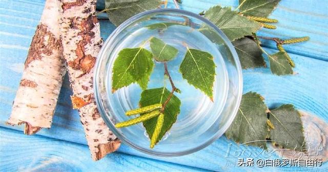 桦树汁怎么饮用才好，桦树汁怎么饮用才好呢（万能的白俄罗斯琼浆玉液——桦树汁）