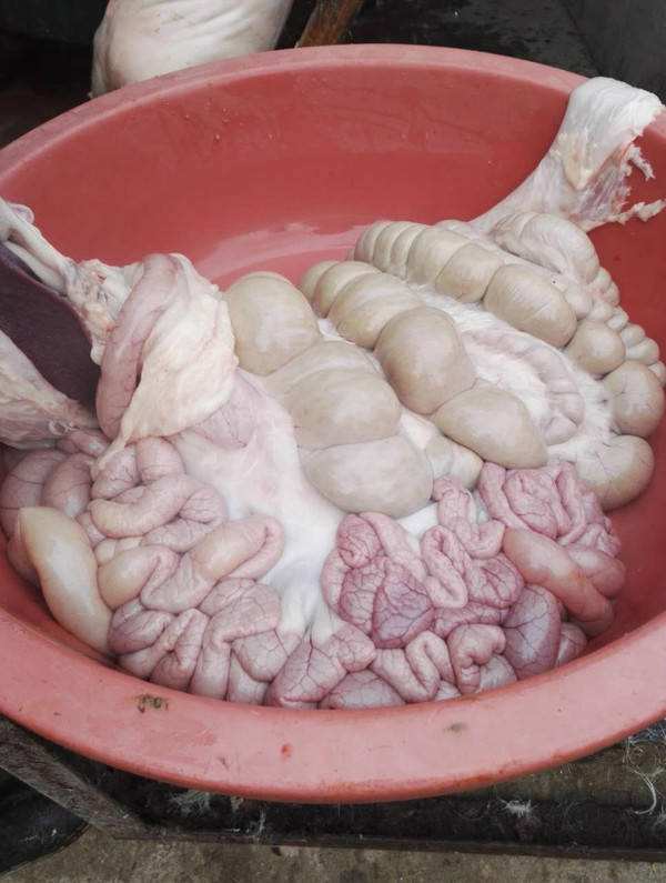 一气呵成,顺便再削点坐凳肉和前夹肉,让主人拿进屋炒回锅肉,炒肉丝