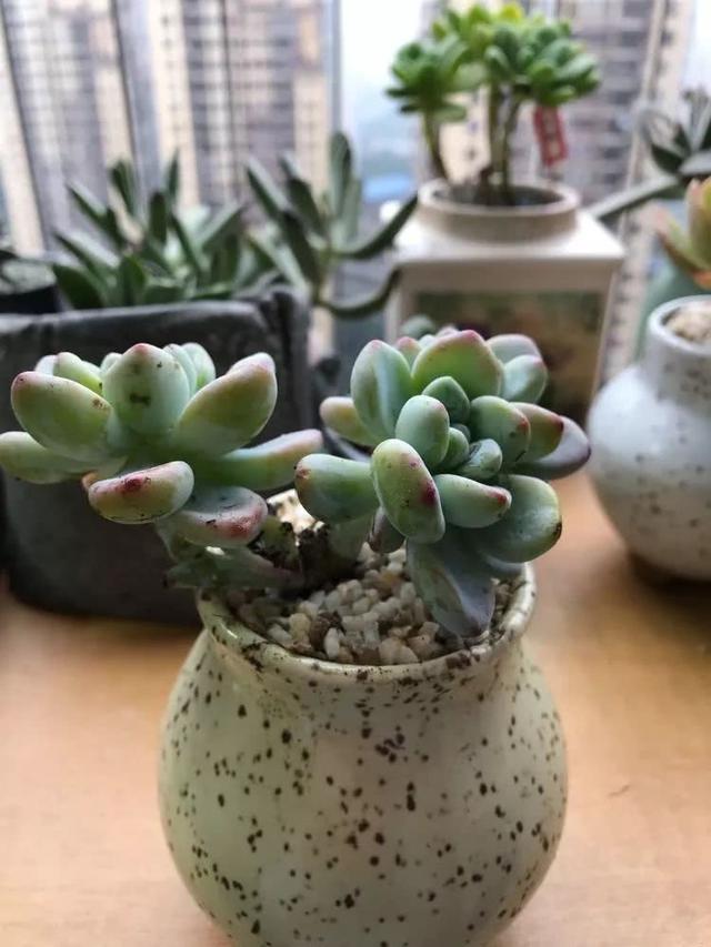 丸叶松绿怎么养，丸叶松绿的叶子可用来繁殖吗（养多肉，记名字，预防老年痴呆）