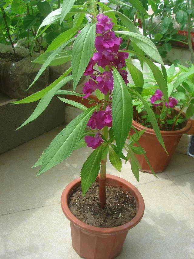 海娜花植物染发，印洋之花海娜粉！（可以染发的盆栽花卉）