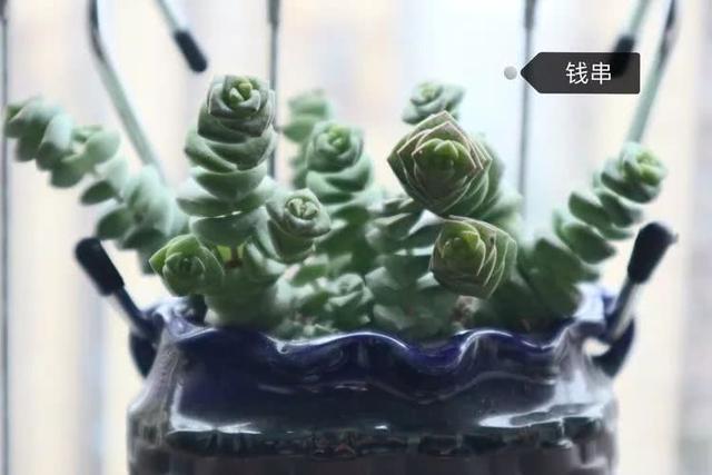 丸叶松绿怎么养，丸叶松绿的叶子可用来繁殖吗（养多肉，记名字，预防老年痴呆）