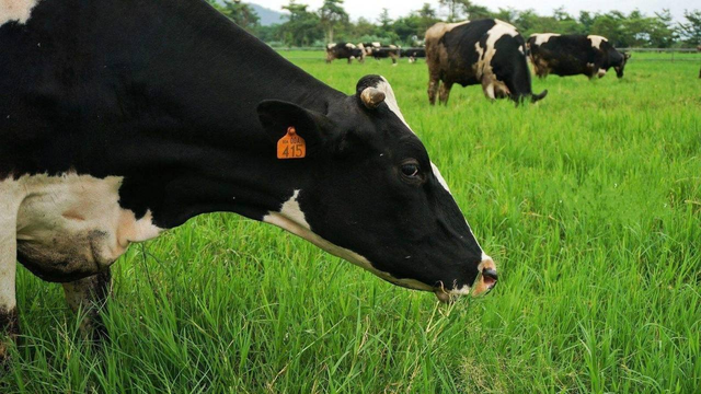 猪奶部位的肉可以吃吗，猪乳肉可以吃吗（能喝吗？你们要的猪奶来了）