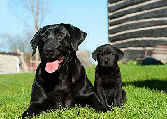 黑色拉布拉多犬，黑色拉布拉多犬成年长多大（为什么拉布拉多犬最好养黑色的）