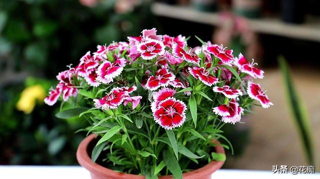 石竹花的种植与栽培，石竹花几月份可以移栽（不用管都能长一丛）