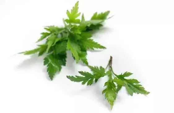 南京春季的野菜有哪些，南京野菜图片大全（春天南京人超爱吃的野菜当属“七头八脑”）