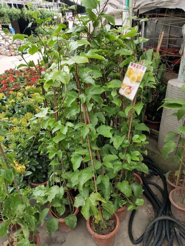 荷花最好看的品种是什么，这花最好看、最好养