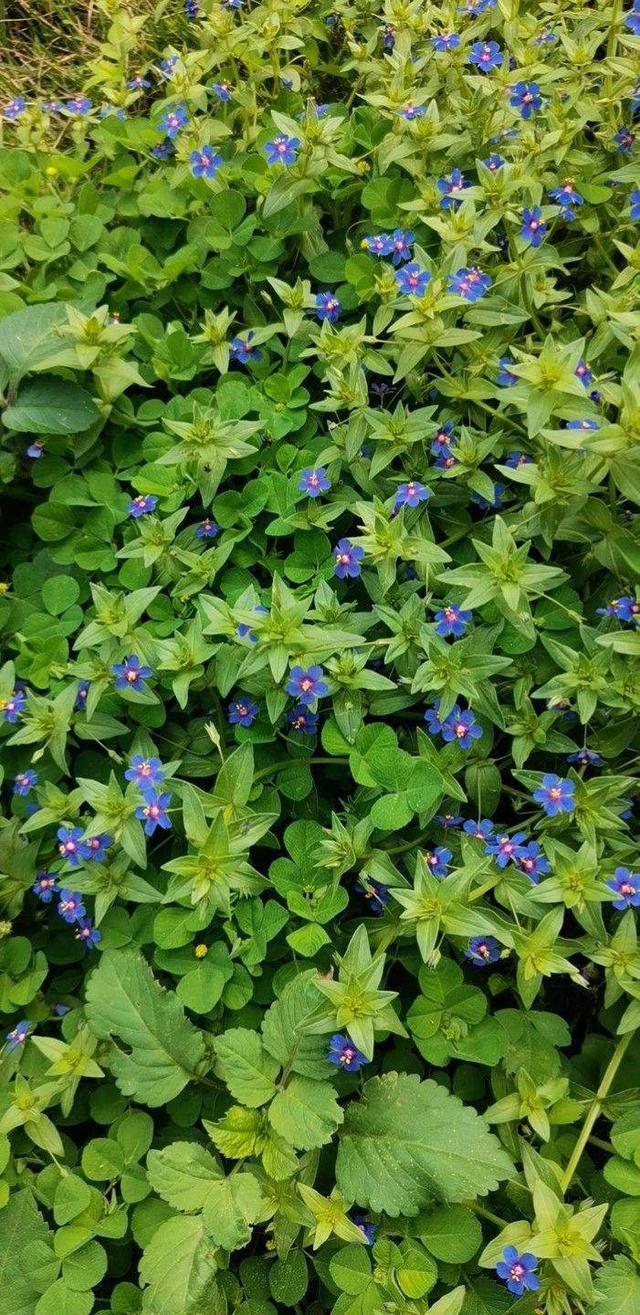 格桑花是什么意思，格桑花是什么意思代表什么（明明那么眼熟的路边花）