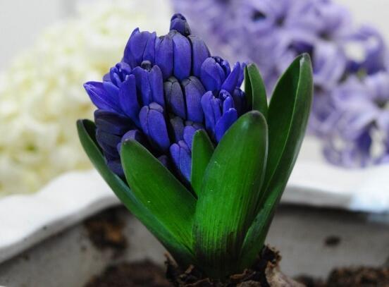 风信子有毒吗，葡萄风信子有毒吗（风信子可以放在卧室吗）