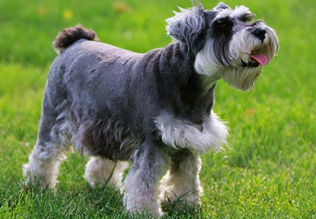 为什么很少人养雪纳瑞，为什么很少人养雪纳瑞狗（为啥现在人们不爱养雪纳瑞了）