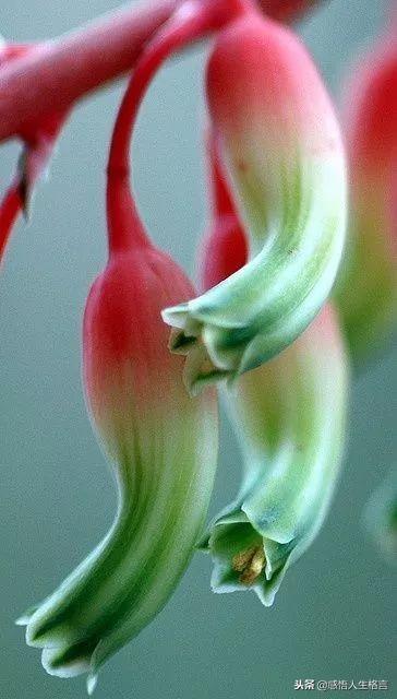 七色堇花语是什么，七色堇花语和传说（这些奇花异草太美了）