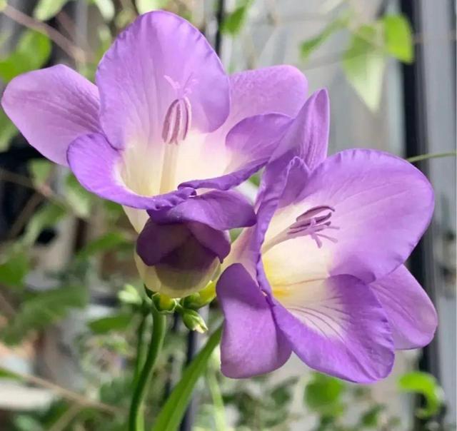 香草兰花怎么养，香兰草怎么种植（屋里养盆“香水花”）