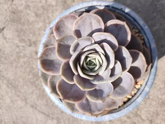 红唇多肉如何养，红唇多肉怎么养出多头（阳台党一样可以养出漂亮的多肉）