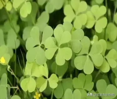 野荞麦根和乌鸡蛋煮，野荞麦根和乌鸡蛋煮水的功效（农业科普：53种野菜）