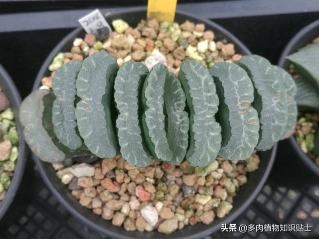 多肉玉扇最大能长多大，多肉玉扇好养吗（养了多肉植物五年）