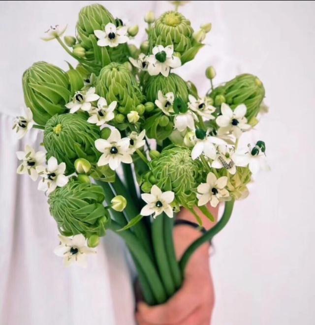 铃兰花的花语，从此买花送人不出错（铃兰花的花语与寓意）