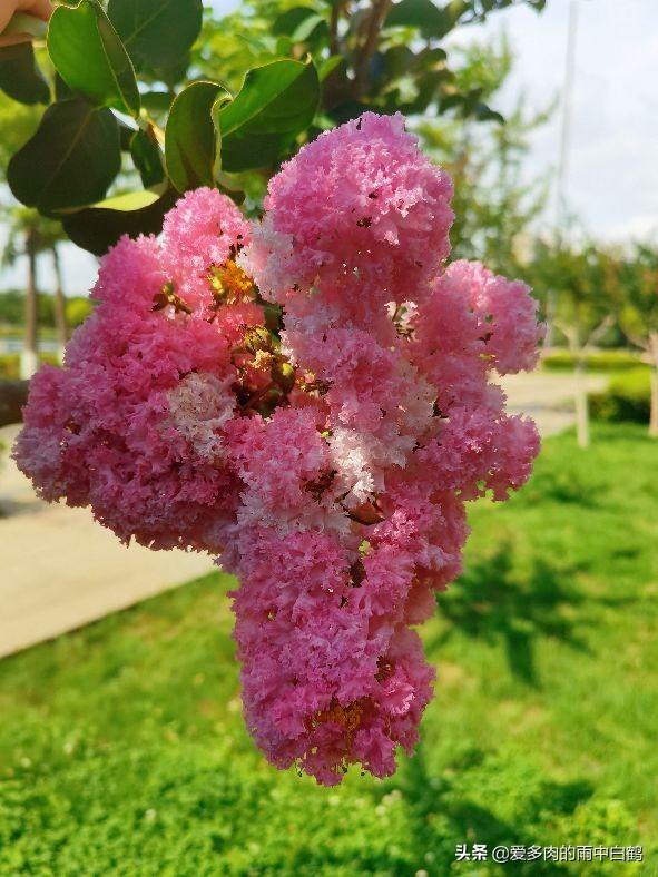 紫薇花花语代表什么，紫薇花花花语（紫薇花——来自1380年前的问候）