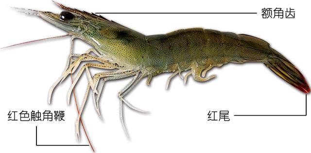 北极甜虾和普通虾的品种区别，如何鉴别对虾、罗氏虾、北极甜虾……一文解决“虾”认识