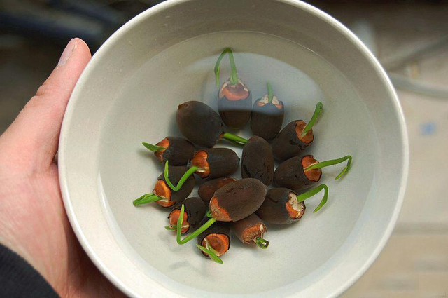 碗莲的种植方法，碗莲种植方法（花开娇艳又好看）