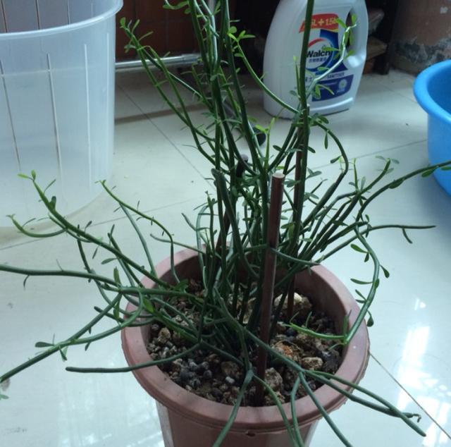 光棍树的养殖方法，光棍树的养殖方法和注意事项分别为哪些（注意“这几点”）